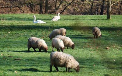 Jolly funny sheep!